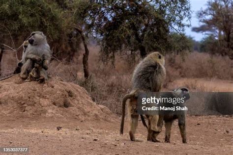 65 Mating Baboons Stock Photos, High-Res Pictures, and Images - Getty Images