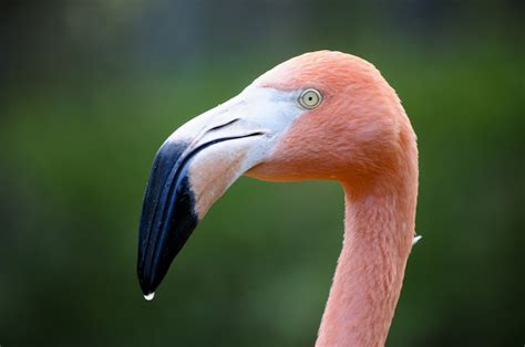 Flamingo Close-up Free Stock Photo - Public Domain Pictures