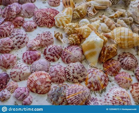 Sanibel Island Shells Royalty-Free Stock Image | CartoonDealer.com ...