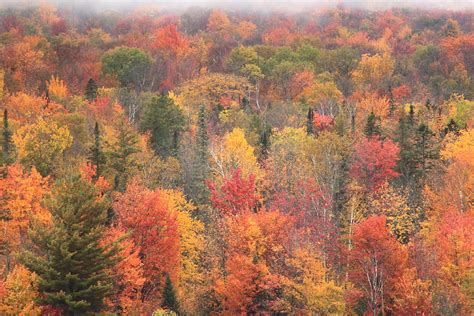 Green Mountain Fall Foliage Photograph by John Burk - Pixels