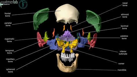 Anatomy Bones Learning Ou Hcom 3d Interactive Human Anatomy | Human body anatomy, Human skull ...