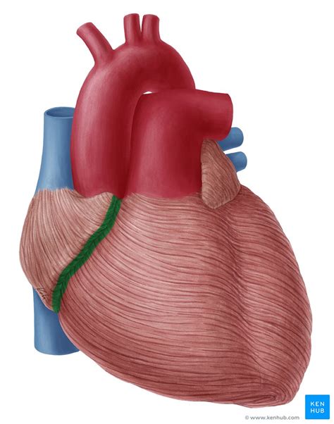 Coronary sulcus: Anatomy, contents and location | Kenhub