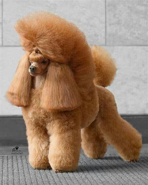 Apricot Toy Poodle Haircuts