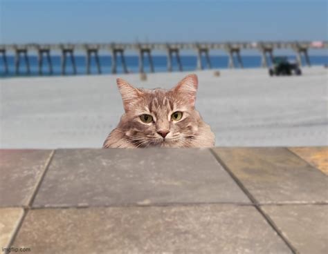 Beach Cat - Imgflip