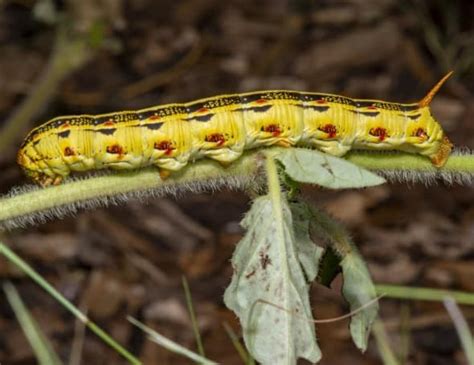 White-lined Sphinx Moth Caterpillar | Focusing on Wildlife