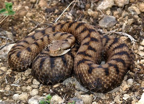 I NOSTRI FRATELLI ANIMALI: Vipera comune