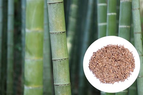 Bamboo Seeds – Where to Buy & How to Plant Them - Gardeners Grail