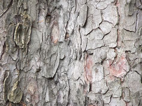 Horse Chestnut Tree Trunk & Bark, Lichfield Road, KEW @ 15… | Flickr