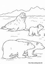 Arctic Animals Coloring Pages For Preschoolers At GetDrawings  Free sketch template