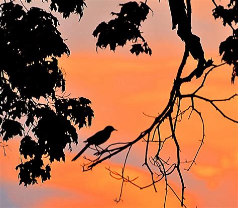 Bird Silhouette At Sunset Photograph by Bedford Shore Photography