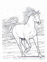 Free Printable Horse Coloring Pages For Kids  coloring Books sketch template