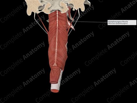 Stylopharyngeus Muscle | Complete Anatomy