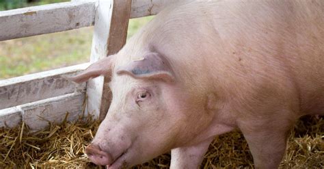 Different Types Of Pigs