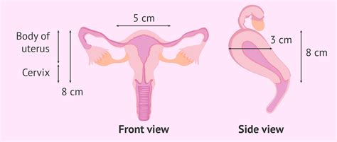 Normal size of the uterus