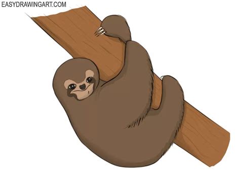 Sloth Drawing