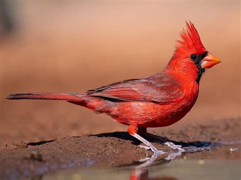 Птичка кардинал фото