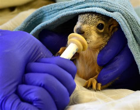 Greenwood Wildlife Rehabilitation Center, near Longmont, gearing up for ...