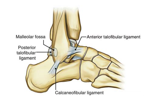 Ankle Joint (Talocrural Joint) – Earth's Lab