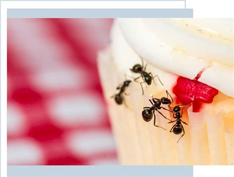 Ant Exterminator | Aero Pest Control