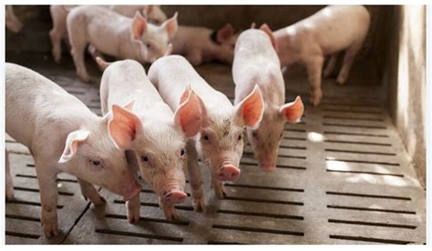 Pig Farming in Nigeria Archives | Business Anthem