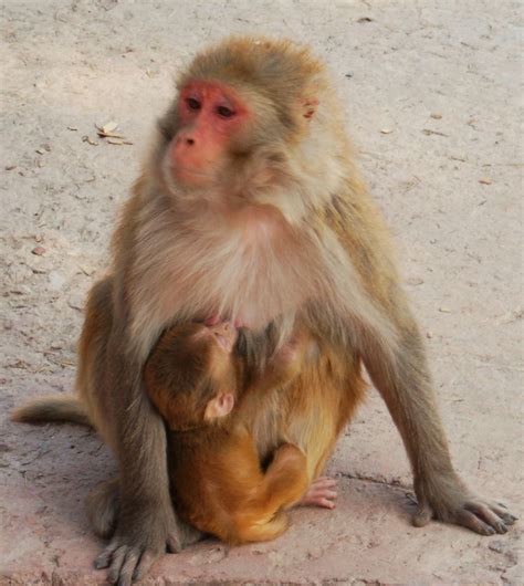 A mother monkey carries and nurses her baby | Smithsonian Photo Contest | Smithsonian Magazine