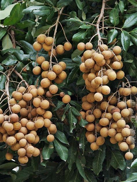 Longan Dragons Eye Fruit Tree – Kens-Nursery