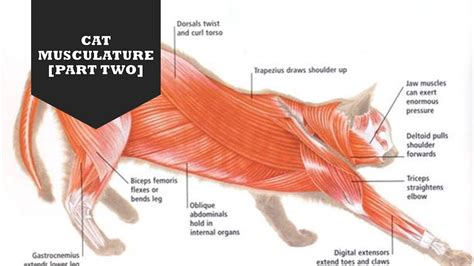 CAT MUSCULATURE [PART TWO] - YouTube