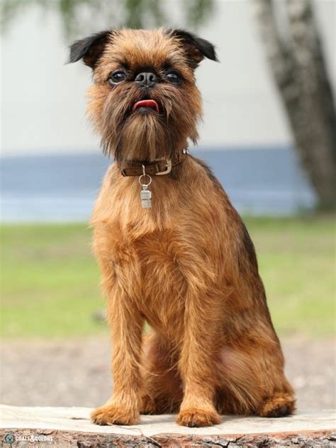 Affenpinscher Coat Colors | Coats and Colors