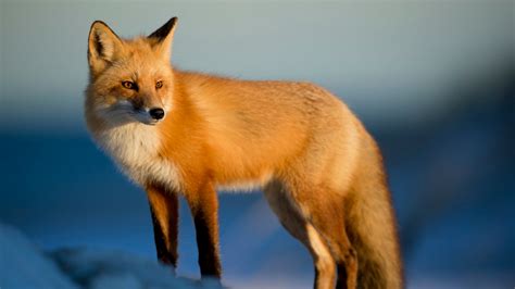 Red Fox Free Stock Photo - Public Domain Pictures