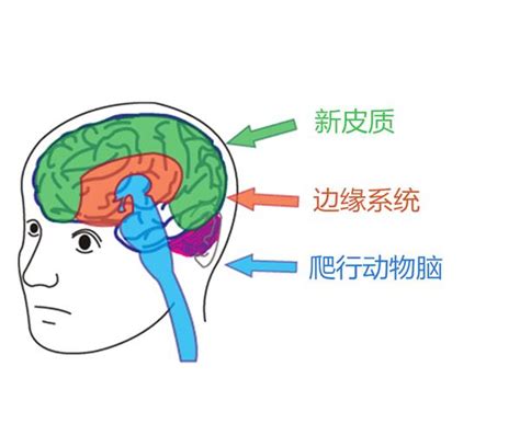 心理过程与脑有什么关系？ - 知乎