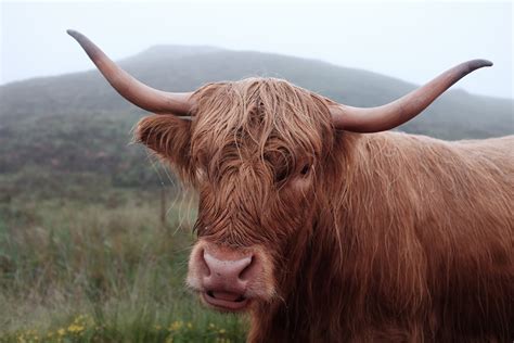 Free Images : grass, farm, countryside, animal, wildlife, horn, rural ...