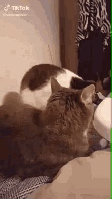 Cat Biting GIF - Cat Biting Bite - Discover & Share GIFs