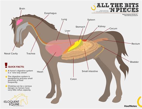 Horse Circulatory System Diagram Horse Life And Love: All Ab