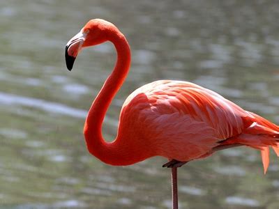 Filhote de flamingo nasce no zoológico de Massachusetts | Dando Pitacos