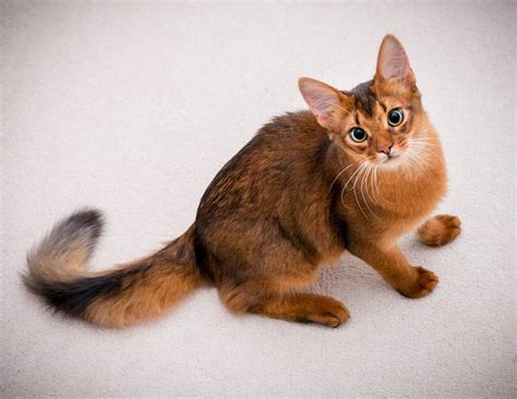 Top 10 Basic House Cat Breeds - vrogue.co