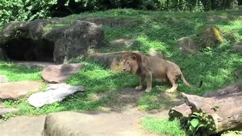 Lion Feeding at the Singapore Zoo - YouTube