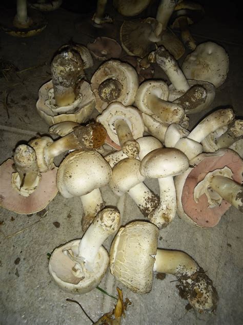 Agaricus Bisporus? - Mushroom Hunting and Identification - Shroomery Message Board