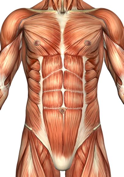 Human Anatomy Drawing, Human Body Anatomy, Muscle Anatomy, Abdominal ...