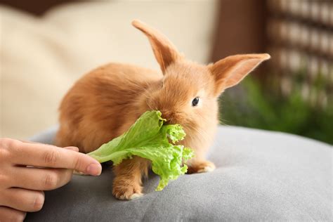 What do baby rabbits eat?