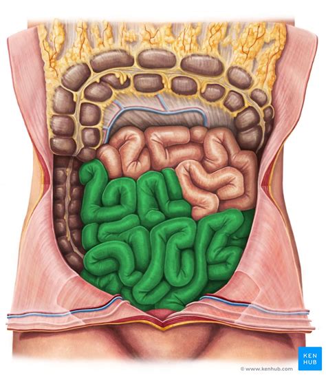 Ileum: Anatomy, histology, composition, functions | Kenhub