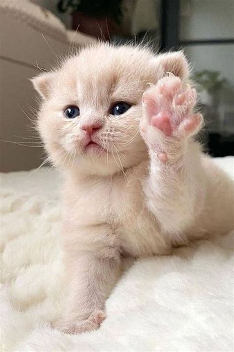 Cutest cats and kittens #cutecats #cutekittens | Cute cats and dogs, Kittens, Cute cats photos