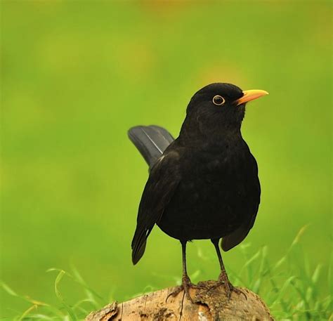 Blackbird mating pose | Black bird, Bird photography, Pet birds