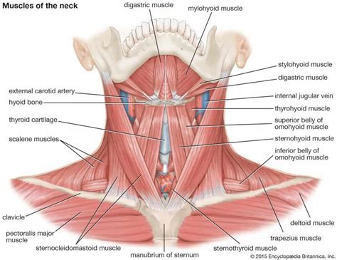 The Complete Guide to Neck Pain - Kinetic Labs | Toronto Physiotherapy, Chiropractic and Massage ...