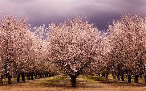 Almonds blamed in California drought