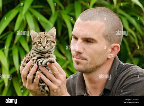 Black-footed cat (Felis nigripes) Southern Africa. Hand-raised 6 week ...