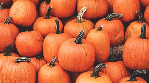 1920x1080 Wallpaper pumpkin, harvest, autumn, ripe, october | Pumpkin wallpaper, Desktop ...