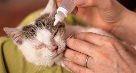 Can You Put Human Antibiotic Ointment On A Cat - Cat Lovster