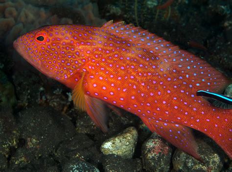 Coral Grouper - Cephalopholis miniata - Bali, Indonesia - Photo 8 ...