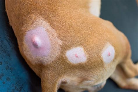 13 Pictures of Dog Tumors, Cysts, Lumps & Warts - Bubbly Pet