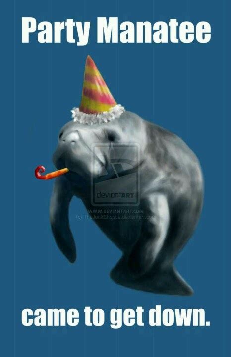 Party manatee came to get down. | Manatee, Birthday meme, Funny